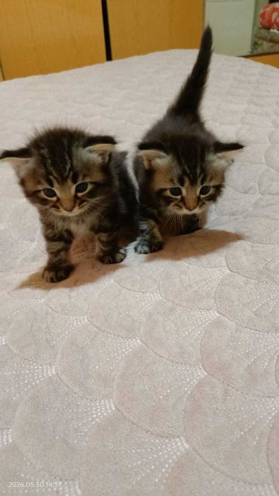 Породистые котята