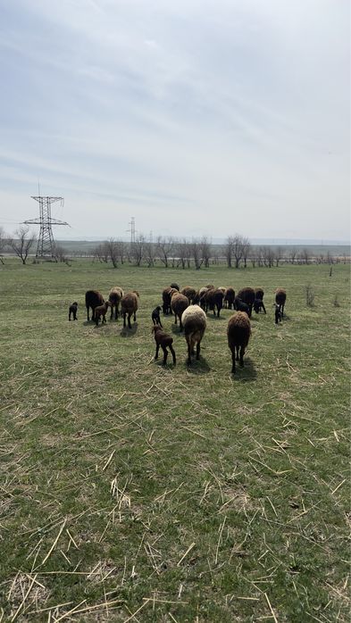 Қойлар  қозылармен