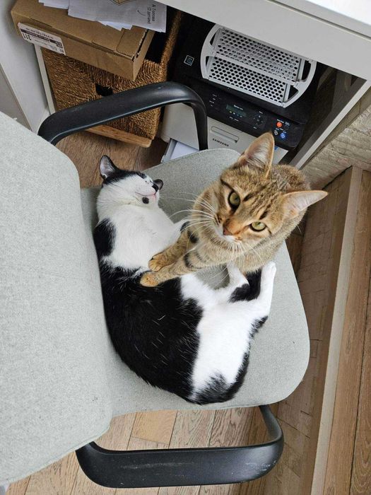 подарявам котенце