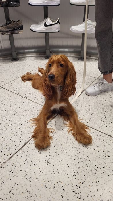 Pet sitter Berceni, Bucuresti