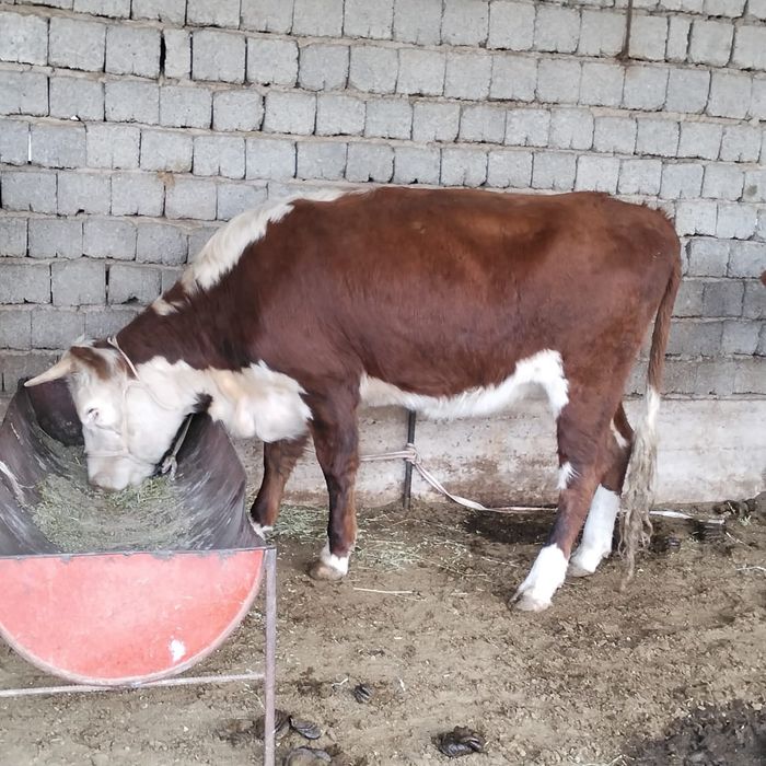 Америка Зәйтүн эротикалық фотосуреті