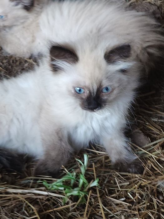 Отдам котят в добрые руки