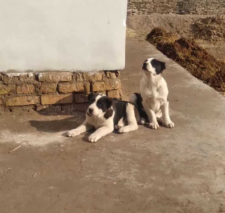 Алобой кучиклари сотилади