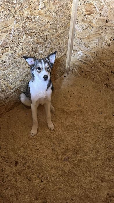 Отдам в добрые руки