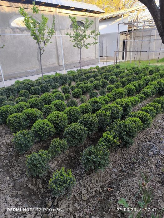 Shamshod ko'chatlari