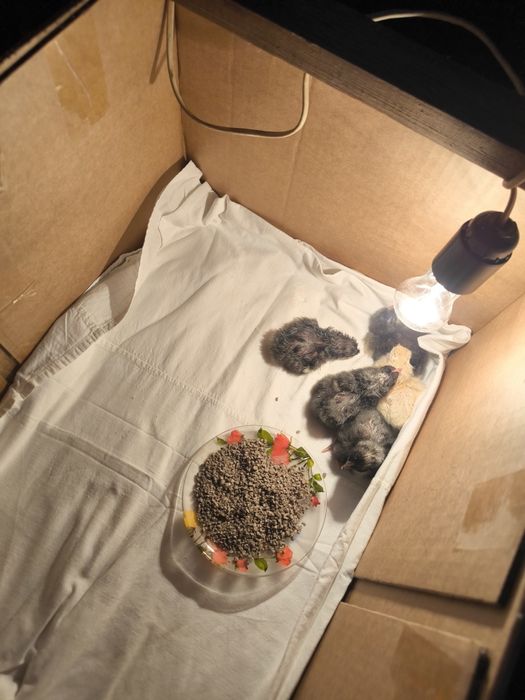 Циплята порода Даминант