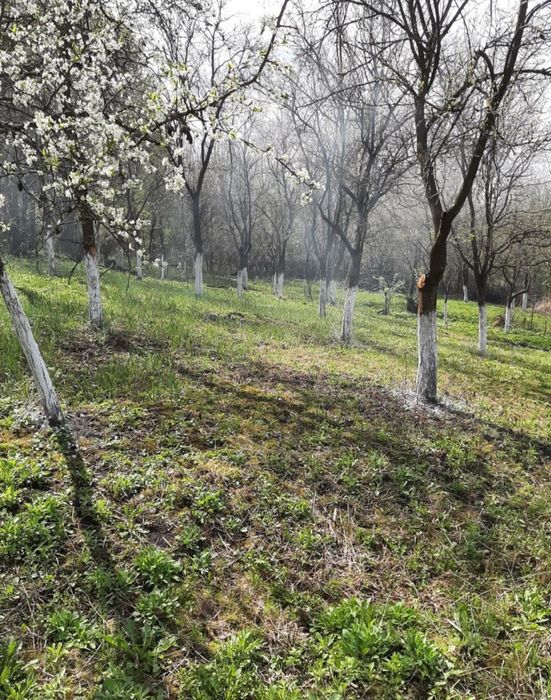 Vând teren și casă bătrânească sat Henig jud Alba