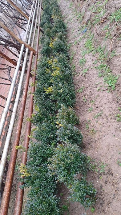 3 yillik Shamshod ko‘chatlari