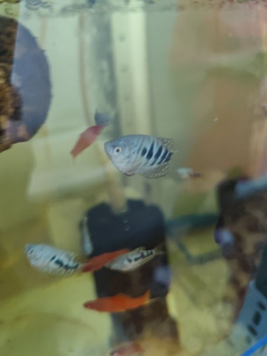 Продам аквариумных рыб гурами