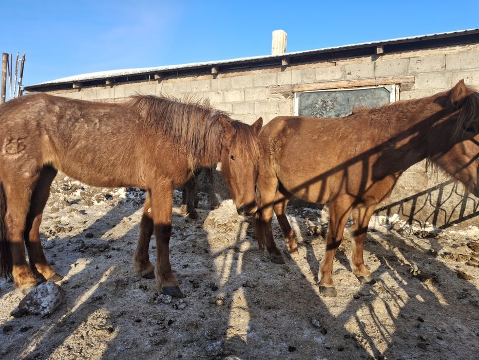 Продам Кабыл-Байтал 4 летки