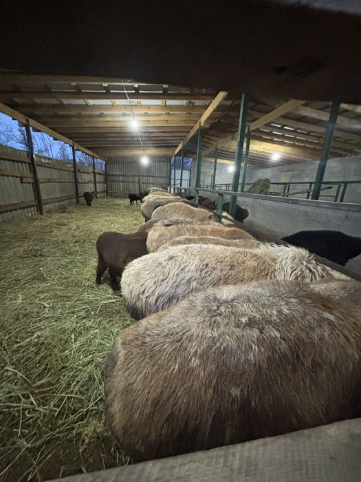 Кой саулык тусак козлы кой