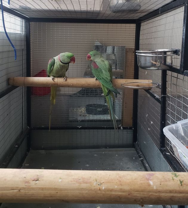 Рабочий Александрийский попугай