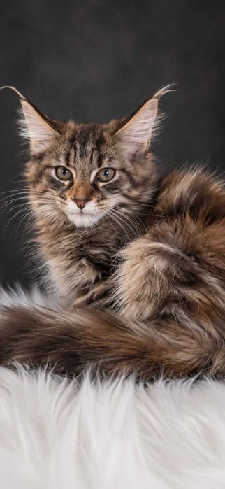ATHENA – Maine Coon femelă f22, pedigree | www.lynxrunecode.com