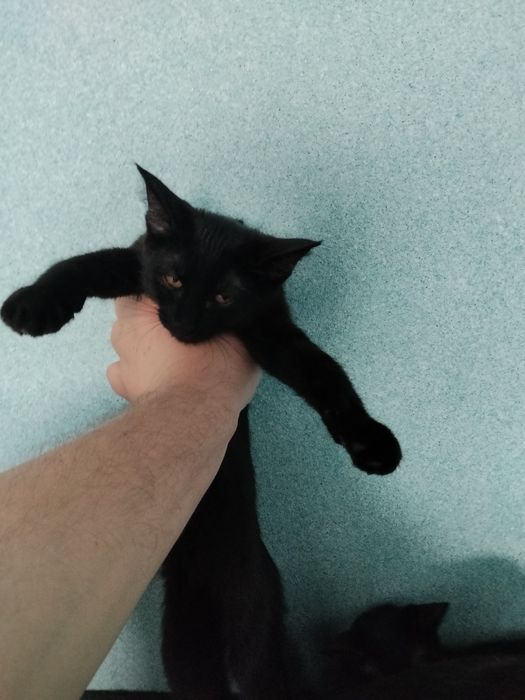 Котята метисы Мейн Кун