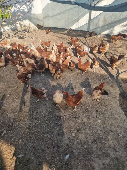 Ломан браун  Несутся (Несушки)