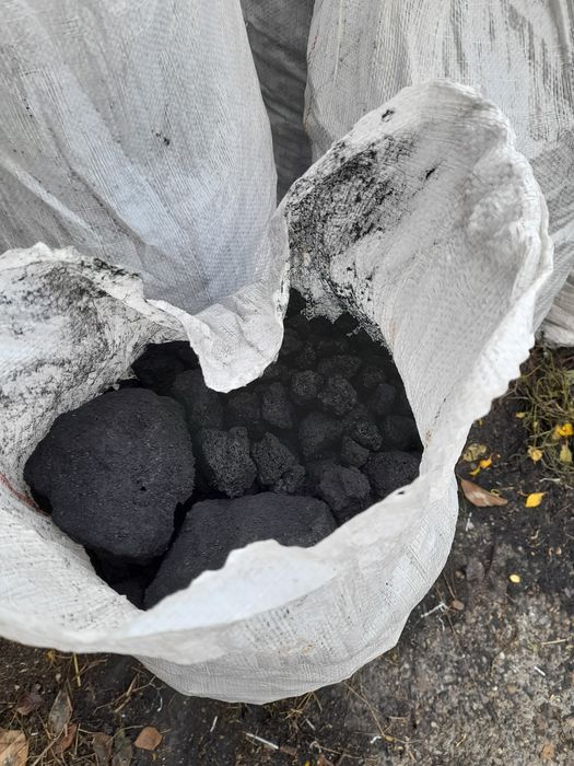 Cocs de vânzare cox