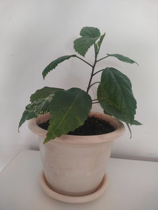 Гибискус. Китайская роза.