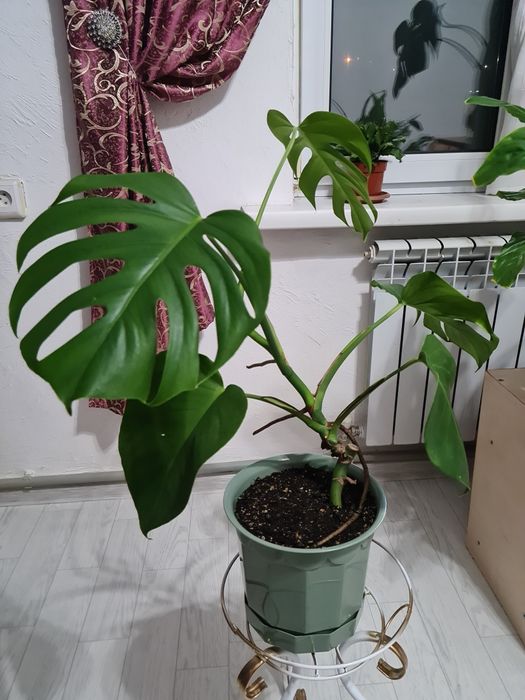 Цветок Монстера , продам