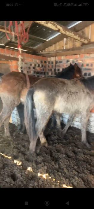 Продам жеребят. .