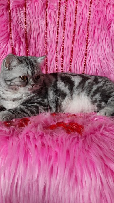 Ищем вислоухого кота для вязки