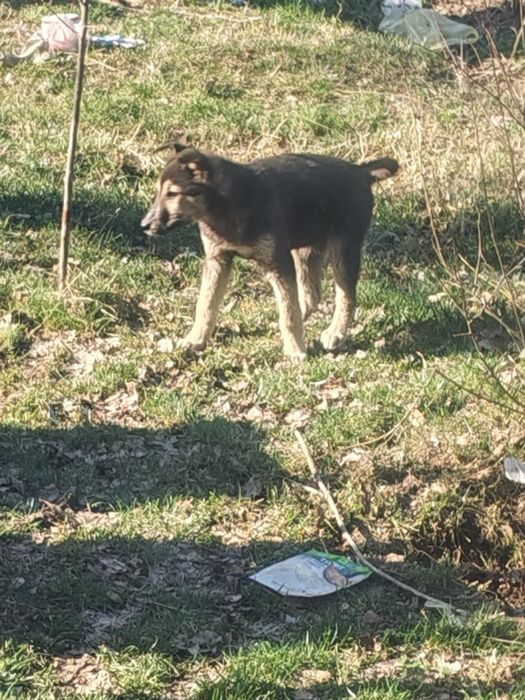 Отдам щенков в добрые руки