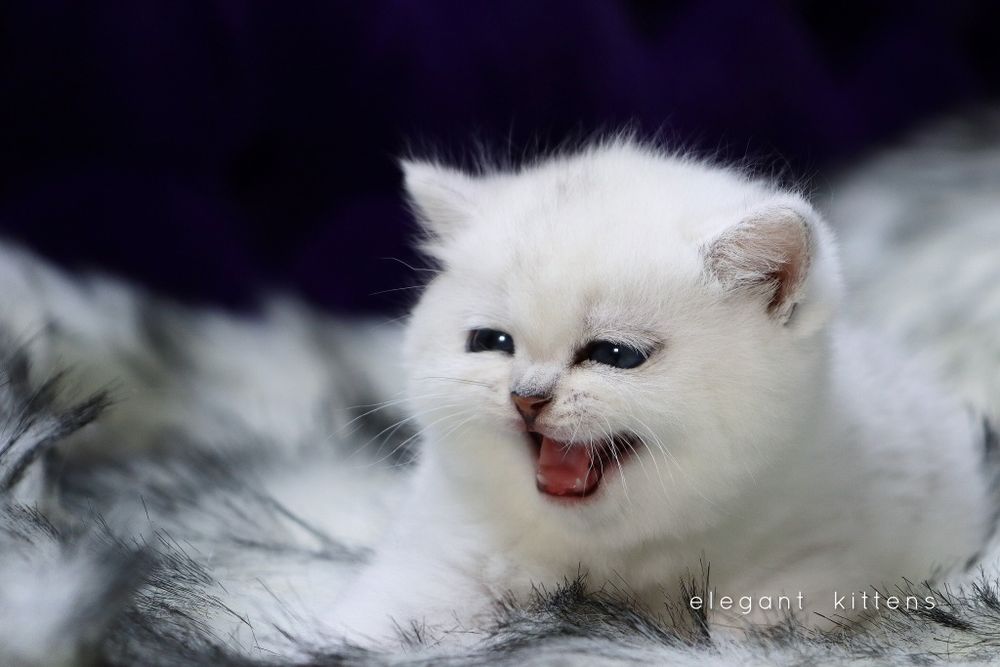 Британские Шотландские Серебристые поинт шиншиллы