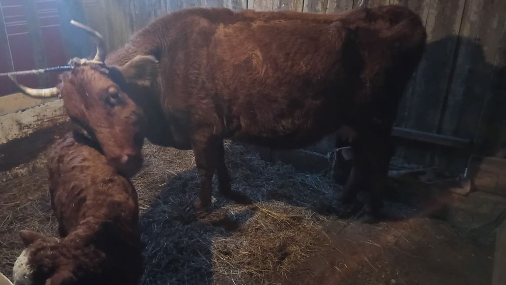 4 туган сиыр бузаумен сатылады