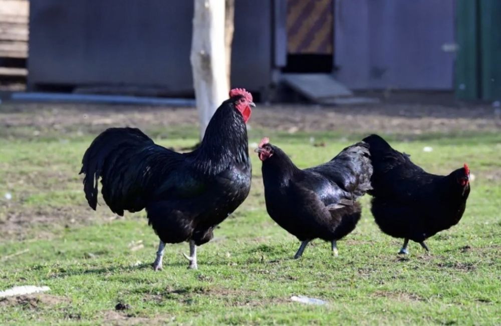 Gaini Australop Negru