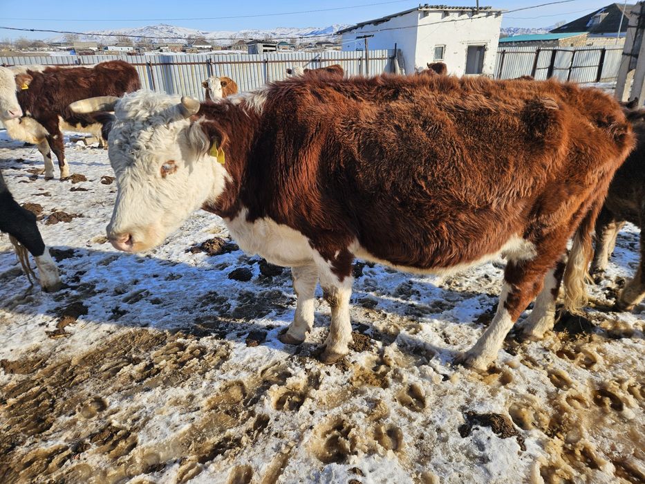 Продам стельную корову!