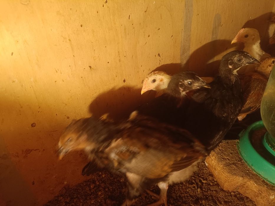 Цыплята   цыплята