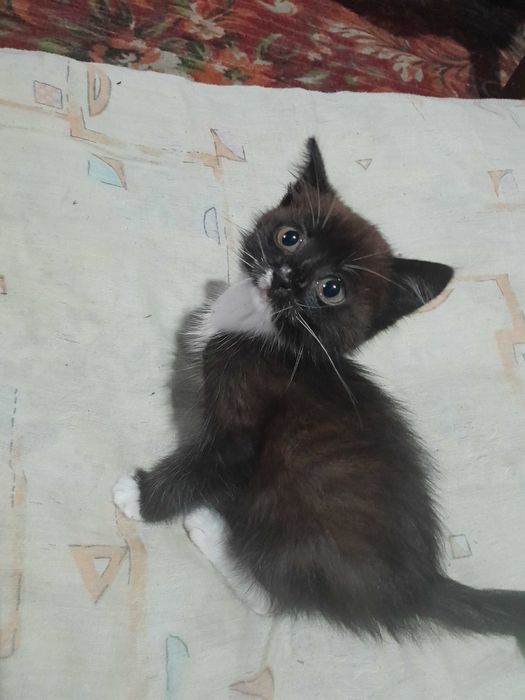 Кошечка в добрые руки