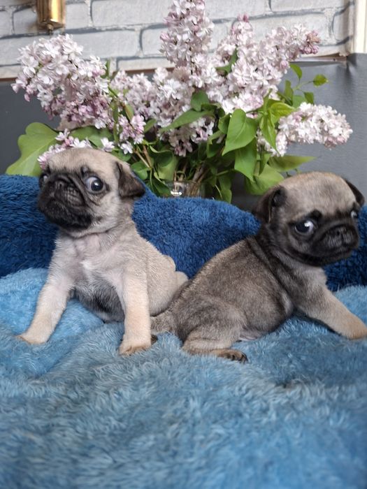 Продаю  щенков  мопсят