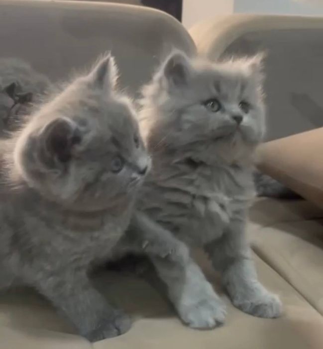 Шотландские котята кудрявые чистокровные