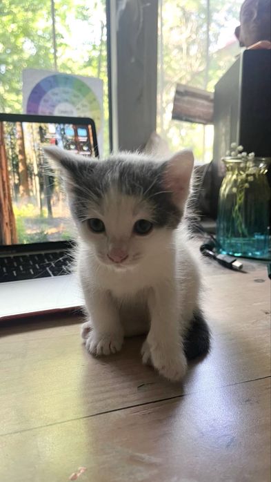 Котенок мальчик 2 месяца