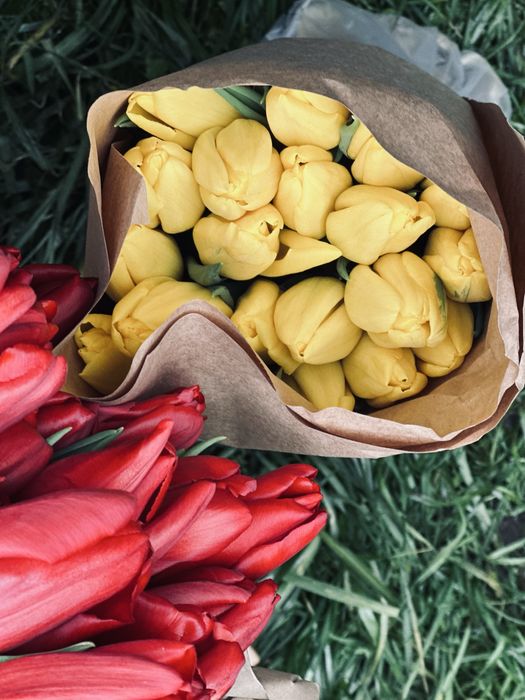 Тюльпаны 5 видов