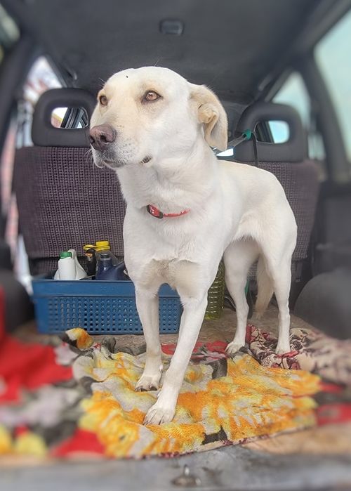 Собачка в поисках дома