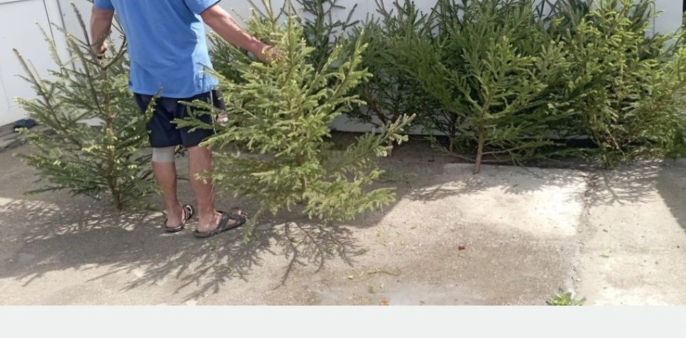 Vând brazi pentru evenimente (nunta)