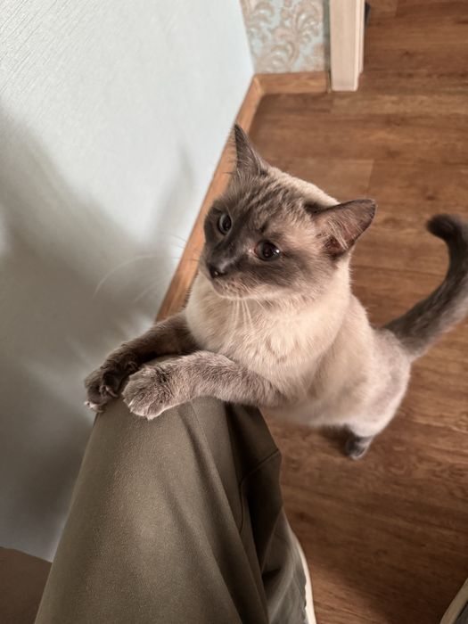 Отдам бесплатно кота 5 лет