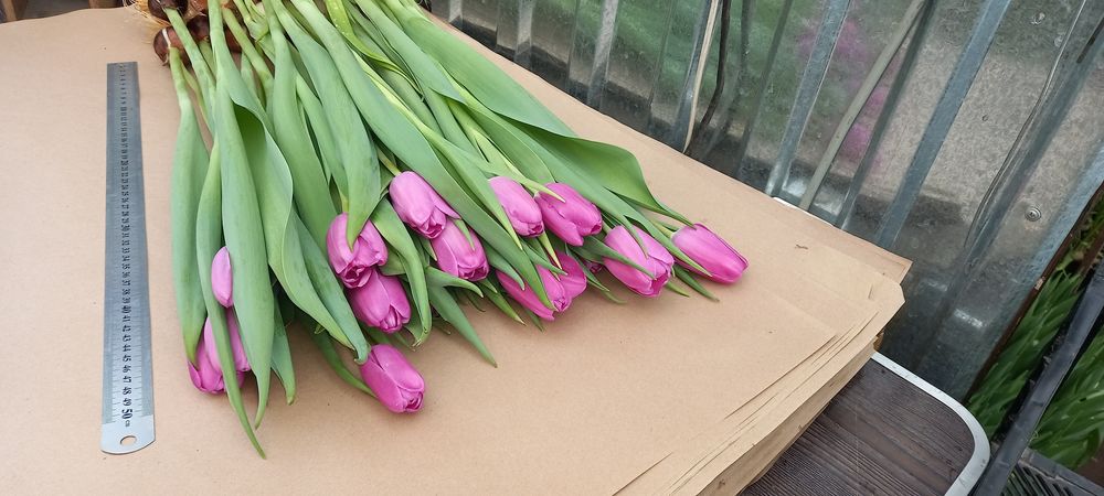 Тюльпаны на Восточке !!!