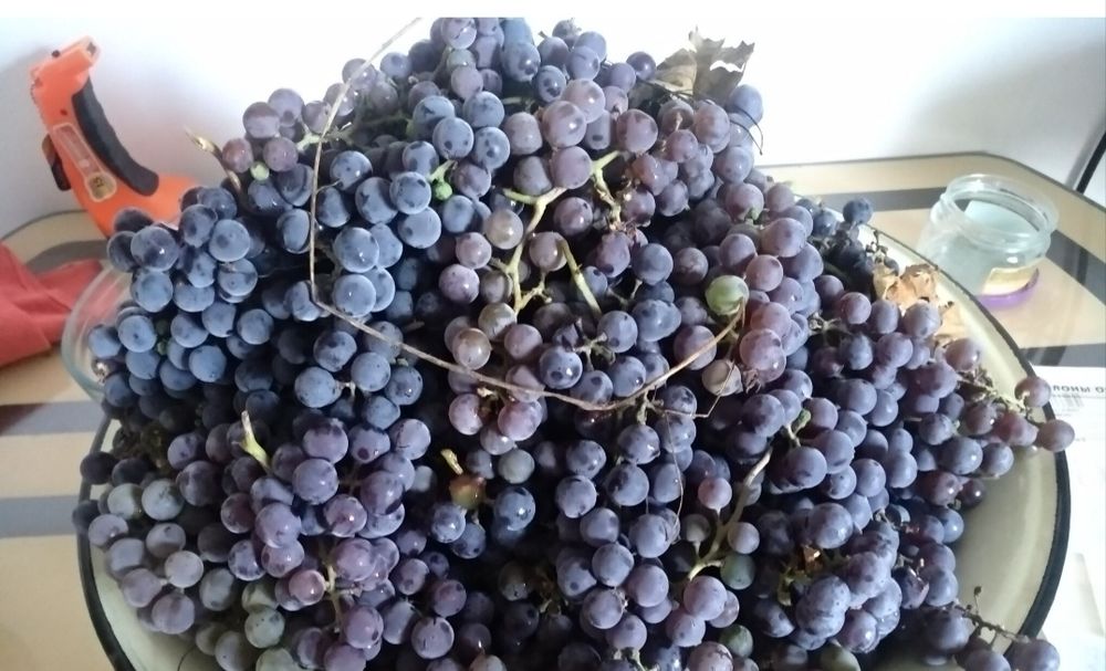 Продам домашний виноград