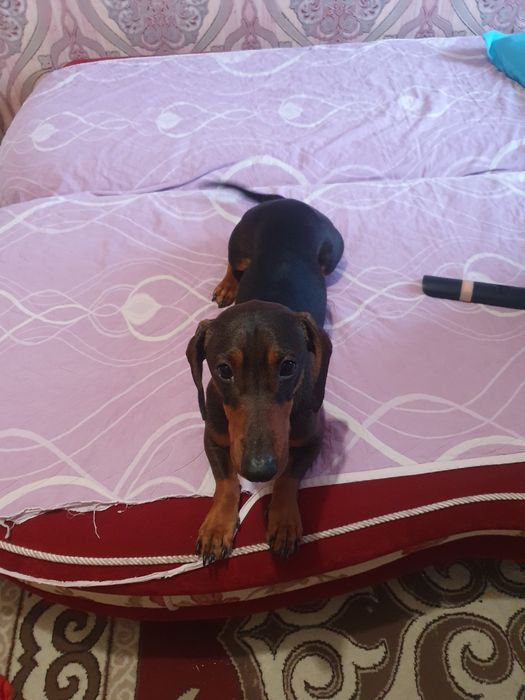 Собака такса 1 год