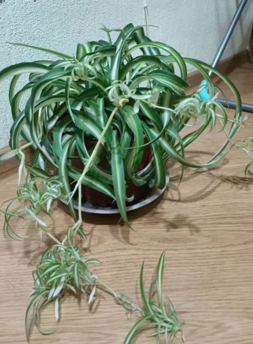 Продам комнатные цветы