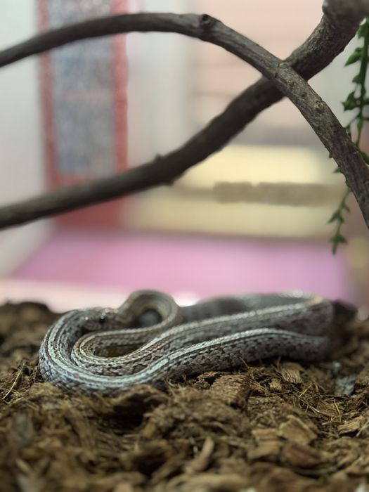 Продам змея (маисовый полоз)