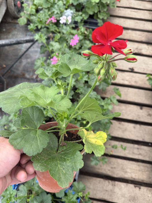 Sera de flori palanca va ofera flori la ghiveci pret de producator.