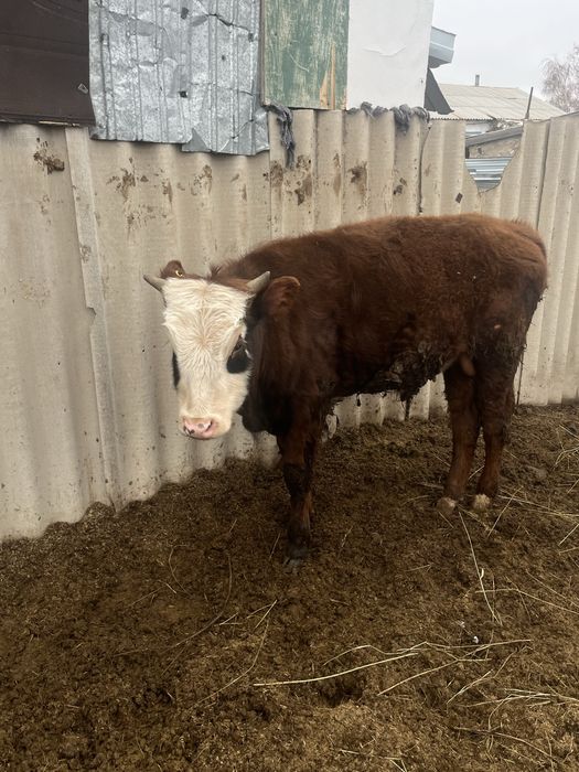 Продам бычка годовалого