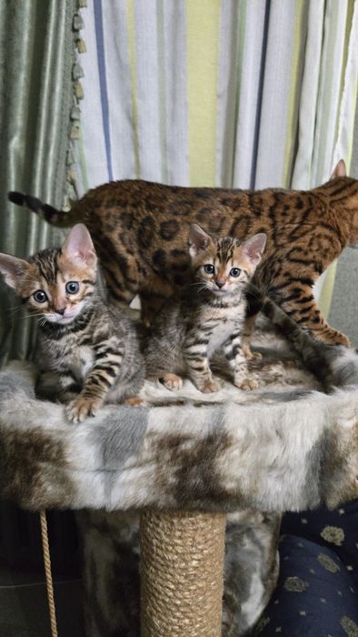 Продам  котят Бенгалов