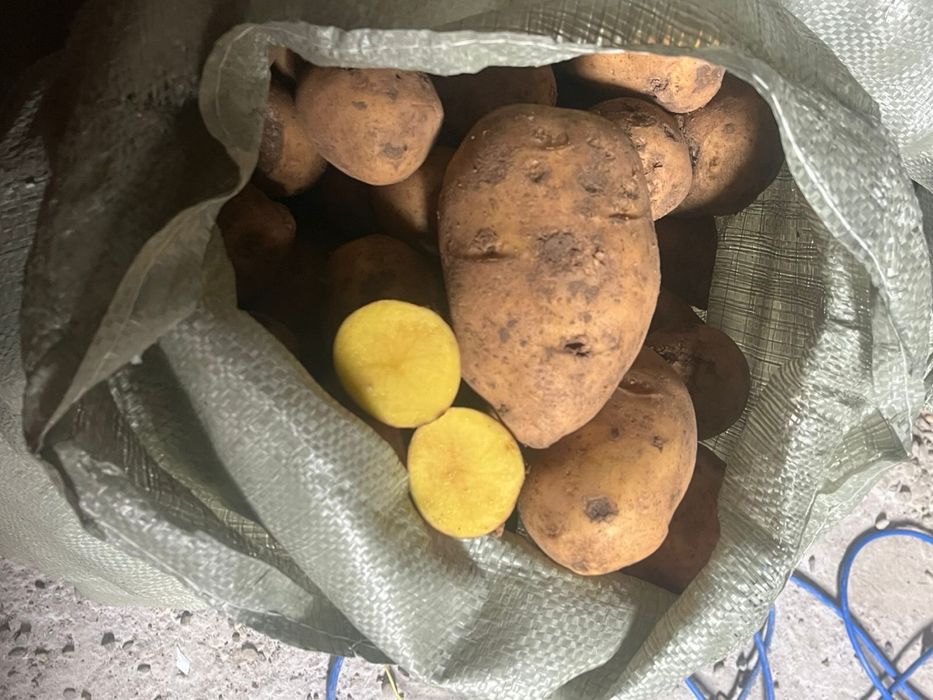 Картошка с Павлодара