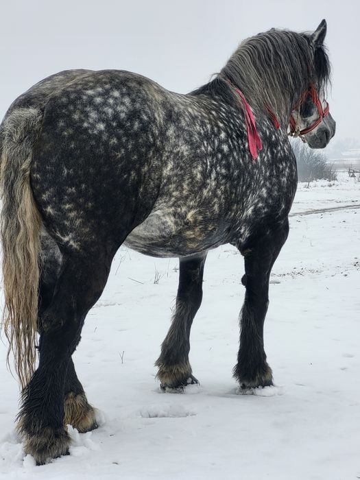 Iapa grea 6 ani sau schimb