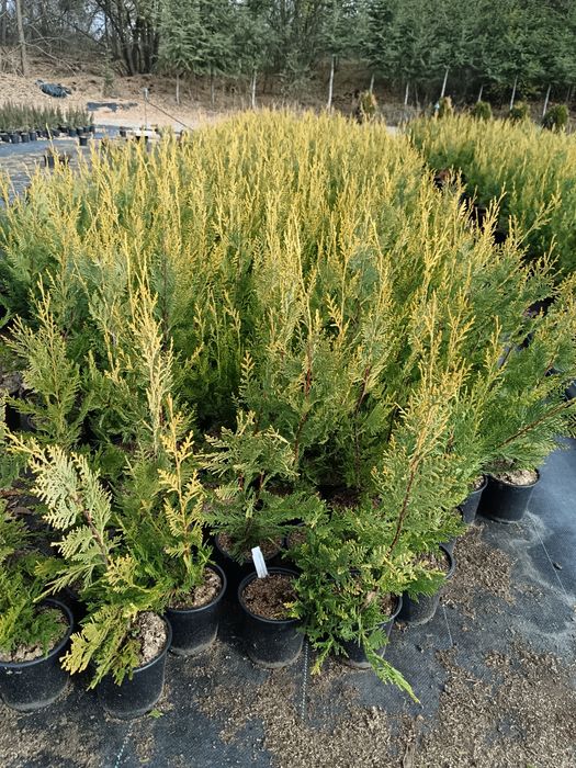 Лейланди 70 см 10 лв брой