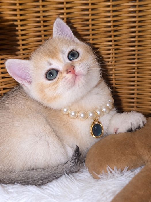 Шиншилла золотая британец урожиро